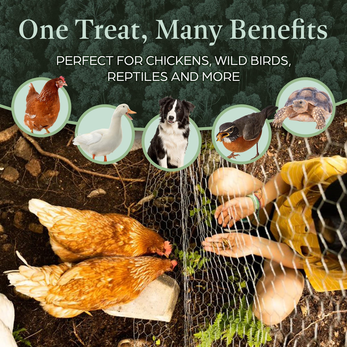 Dried Black Soldier Fly Larvae for Chickens & Ducks – Treats for Ducks, Hens, Wild Birds, Lizards, Tortoises & Fish – All Natural High Protein & Calcium – Mealworms Alternative – Made in North America