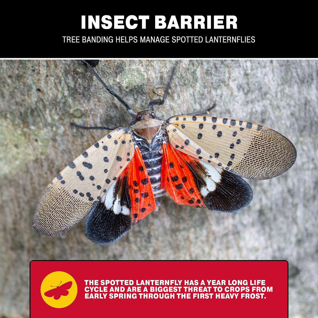 Catchmaster Tree Banding Insect Barrier DIY 15oz Pail, Lanternfly & Ant Traps, Outdoor Adhesive Crawling Insect Trap, Glue Traps to Protect Trees, Fruit & Plants