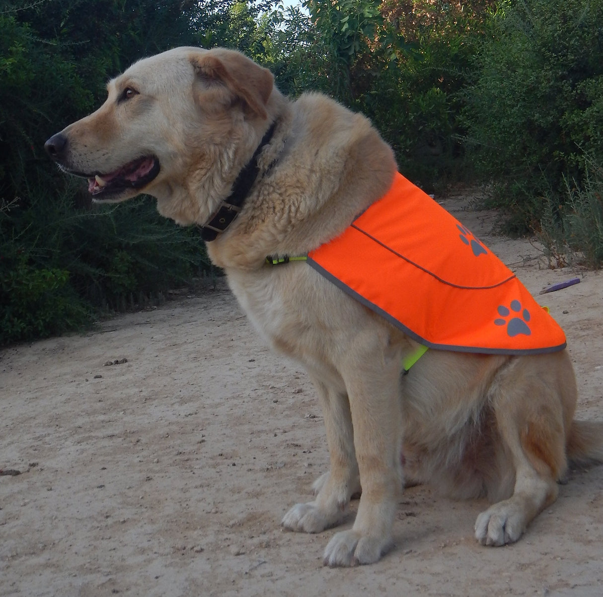 Funtone Colors Dog Reflective Vest - Comfortable Jacket Safety Hunting, High Visibility for Dogs with Elastic Straps and Clasp Closure-Orange, Medium