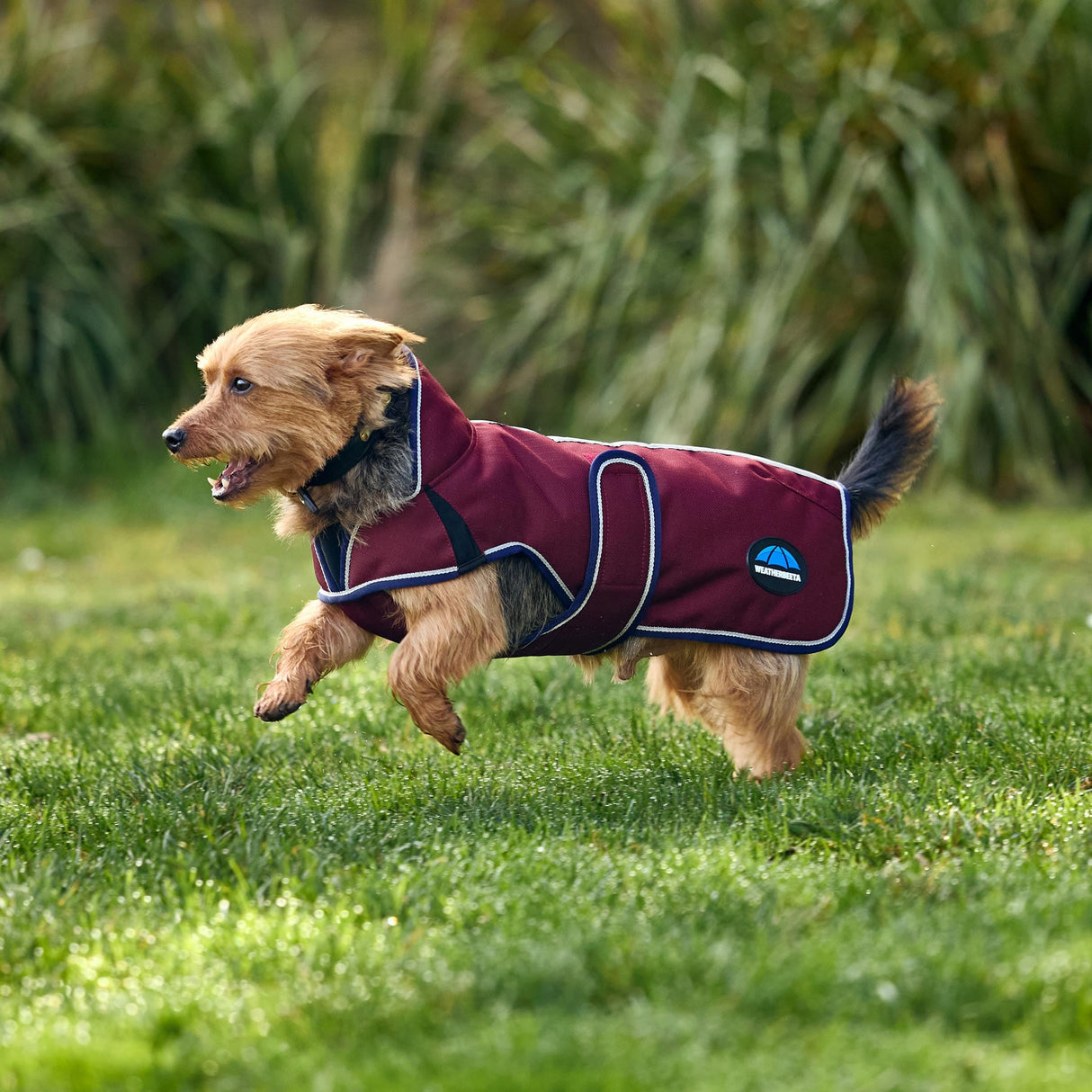 WeatherBeeta ComFiTec Premier Deluxe Waterproof Dog Coat, Burgundy/Navy, 30"