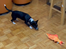 Load image into Gallery viewer, Copy of Floppy Fish Dog Toy