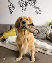 Load image into Gallery viewer, Copy of Floppy Fish Dog Toy