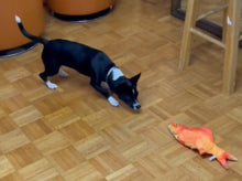 Load image into Gallery viewer, Floppy Fish Dog Toy