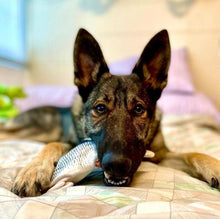Load image into Gallery viewer, Floppy Fish Dog Toy
