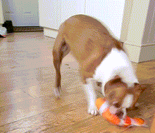 Load image into Gallery viewer, Floppy Fish Dog Toy
