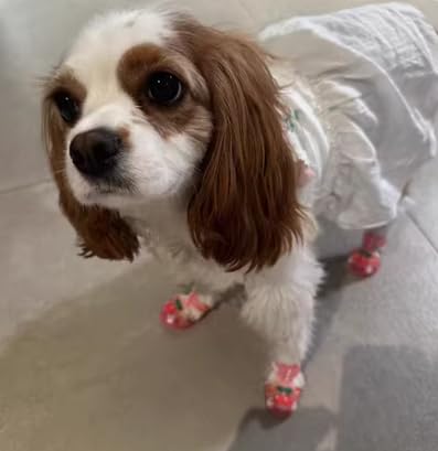 Cute Summer Dog Shoes Sweet Cherry Puppy Sandals Pet Jelly Shoes Flats, Dog Booties Paw Protector for Summer Hot Pavement (Candy Pink, #1: 1.57''x1.37''(Length*Width))