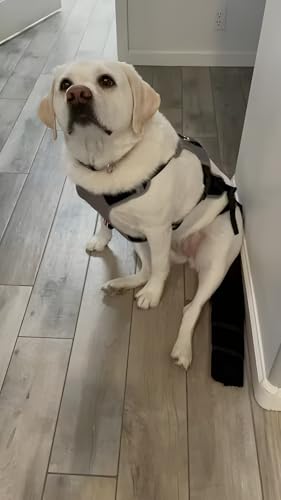 K9 TailSaver: Large Happy Tail Protector for Labrador, Golden Retrieve, Pitty, Doodles – Check Size Chart Image for FIT