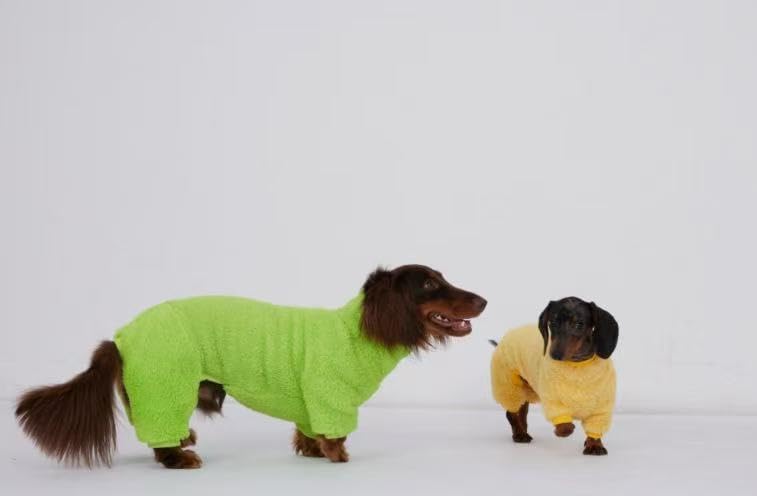 Dachshund Dog Turtleneck Warm Fleece Sweater, 4-Leg Winter Outfit Clothes, Suitable for Dachshunds (Bright Green, Small)
