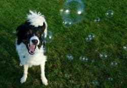 Bubbletastic Dog Bubble Sampler 6 Pack, Six Different Dog Bubble Scents, Total 12 oz