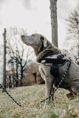 Non Pull Dog Harness with Patch Panels and Handle, Adjustable, Reflective, No Choke, Heavy Duty Easy On Service Dog Vest Harnesses for Medium Large Small Sized Dogs - Military Desert, XS