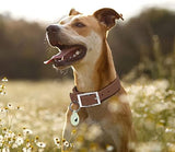 Adjustable Dog Collar with Airtag Holder: Durable Dog Collars, Soft Rubber Coated Webbing, Waterproof and Easy to Clean, for Small Medium Large Dogs(L|15"-19" × 1 in, Coca Mocha)