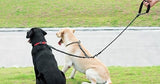 iYoShop Dual Dog Leash, 360 Swivel No Tangle Walking Leash, Shock Absorbing Bungee for Two Dogs, Black, Medium (8-35 lbs)