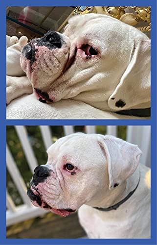 Squishface Wrinkle Wipes – 5”x7” Large Dog Wipes - Deodorizing, Tear Stain Remover – Great for English Bulldog, Pugs, Frenchie, Bulldogs, French Bulldogs & Any Breed! (80 Count)