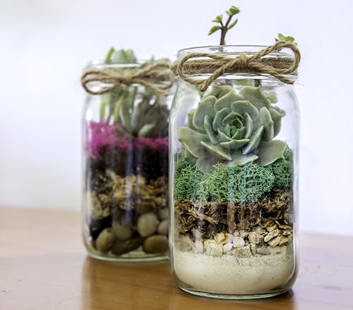 Portland Terrarium kit - DIY Mason Jar Terrarium Kit