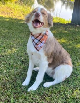 Plaid Bandana Personalized, Embroidered, Buffalo Plaid, Custom Pet Neckwear