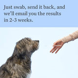 Wisdom Health Panel Breed Discovery Dog DNA Kit: Most Accurate Dog Breed Identification, Test for 365+ Breeds, MDR1 Health Test, Ancestry, Relatives
