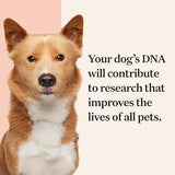 Wisdom Health Panel Premium Dog DNA Kit: Most Comprehensive with 265+ Health Tests, Identify 365+ Dog Breeds, 50+ Traits, Relatives, Ancestry, Genetic Diversity - Pack of 1