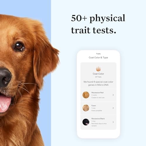 Wisdom Panel Essential Dog DNA Kit: Most Accurate Test for 365+ Breeds, 30 Genetic Health Conditions, 50+ Traits, Relatives, Ancestry - 1 Pack