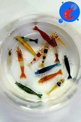 Shrimp Up Aquatics™ 20+ Mixed Color Neocaridina Shrimp Live Freshwater Shrimp Aquarium Inverts Live Arrival Gaurantee!, Mixed