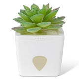 ZendoZones Fruit Fly Trap with Zendo Lure, Joyful Janet with Plastic White Base, Refillable and Reusable