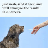 Wisdom Panel Essential Dog DNA Kit: Most Accurate Test for 365+ Breeds, 30 Genetic Health Conditions, 50+ Traits, Relatives, Ancestry - 1 Pack