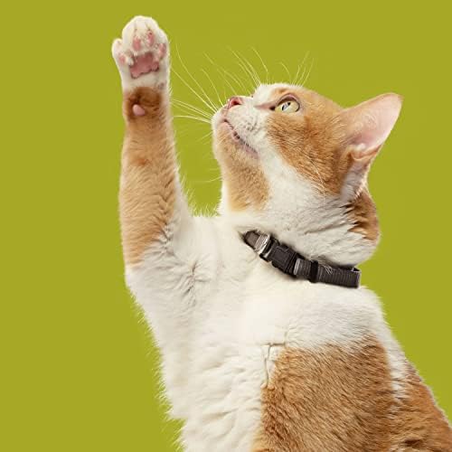 Rachael Ray Nutrish Premium Natural Dry Cat Food, Real Chicken & Brown Rice Recipe, 6 Pounds (Packaging May Vary)
