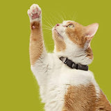 Rachael Ray Nutrish Premium Natural Dry Cat Food, Real Chicken & Brown Rice Recipe, 6 Pounds (Packaging May Vary)