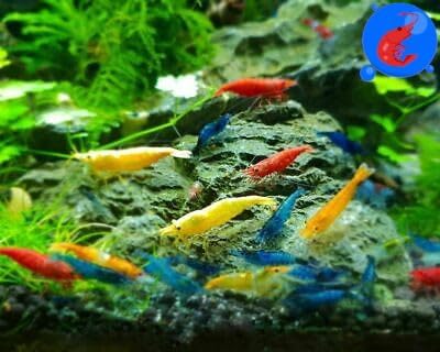 Shrimp Up Aquatics™ 20+ Mixed Color Neocaridina Shrimp Live Freshwater Shrimp Aquarium Inverts Live Arrival Gaurantee!, Mixed