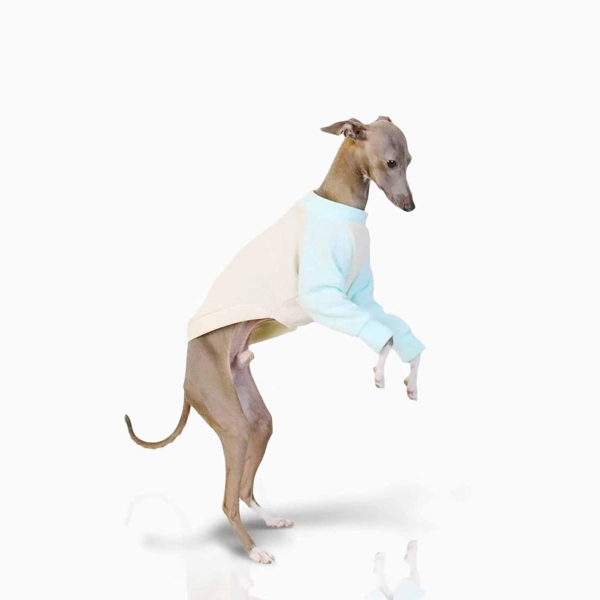 UOSIA Italian Greyhound Clothes Whippet Clothes Basic Soft Dog Shirt Long-Sleeved Dog Pullover Shirt Cotton Puppy Clothing Crewneck Dog Sportswear Fall Pet Outfits for Small Medium Dogs
