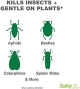 Safer Brand Garden SG5110 Insect Control and Killer Spray – Kills Aphids Beetles, Boxelder Bugs, Caterpillars, Earwigs, Spider Mites, Stink Bugs & More – Natural Oils Gentle on Plants – 24 fl oz
