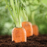 Big A Carrot Fertilizer and Root Vegetable Fertilizers – Premium Fertilizer for Carrots and Vegetable Garden – Organic Plant Food for Indoor and Outdoor Plants