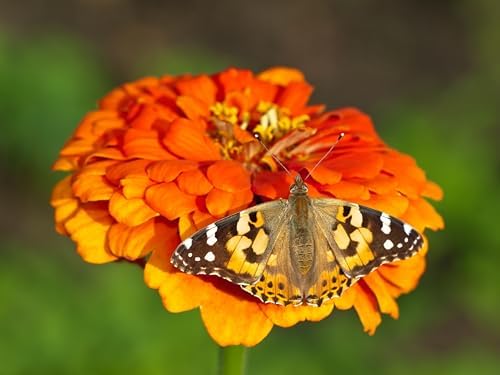 Insect Lore Butterfly Farm™ | Butterfly Kit with Live Cup of Caterpillars | 5 Caterpillars, Reusable Habitat, STEM Butterfly Journal & More