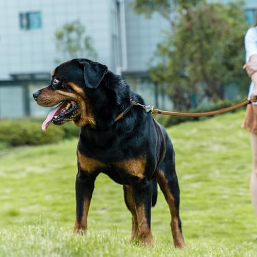 Dog Leash, Braided Rope Traction – Walking Training Lead for Small Dogs ((1/3") x 6FT, Khaki)