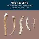 Amazon Brand - Wag Dog Deer Antler Chew, Naturally Shed, Whole, Large 8-9.5 inches (Best for Dogs 30-45 lbs), 3.20 Ounce (Pack of 1)