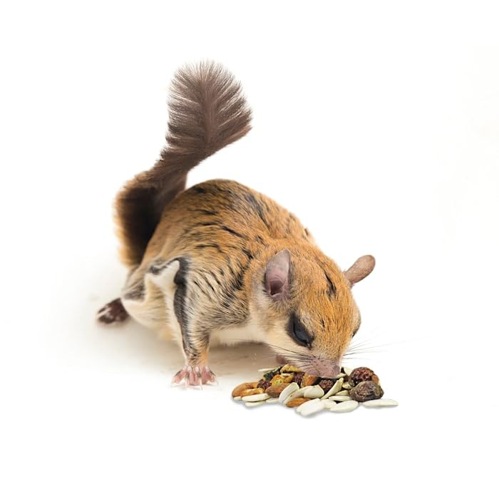 Exotic Nutrition Squirrel Complete (1.75 lb.) - Healthy Natural Food - Nutritional Diet for Pet & Captive Squirrels - Ground, Grey, Flying Squirrels, & Chipmunks