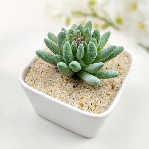 20 lbs Aquarium Silica Sand. 0.4-0.8 mm Small Gravel Substrate for Fish Tank, Plants Potted, Fire Pits, Candle, Vase Filler and Crafts