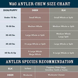 Amazon Brand - Wag Dog Deer Antler Chew, Naturally Shed, Whole, Large 8-9.5 inches (Best for Dogs 30-45 lbs), 3.20 Ounce (Pack of 1)