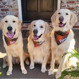 Orange/Green Tartan Plaid Accessory, Plaid Fall Dog Bandana (Large, Orange/Green Plaid)