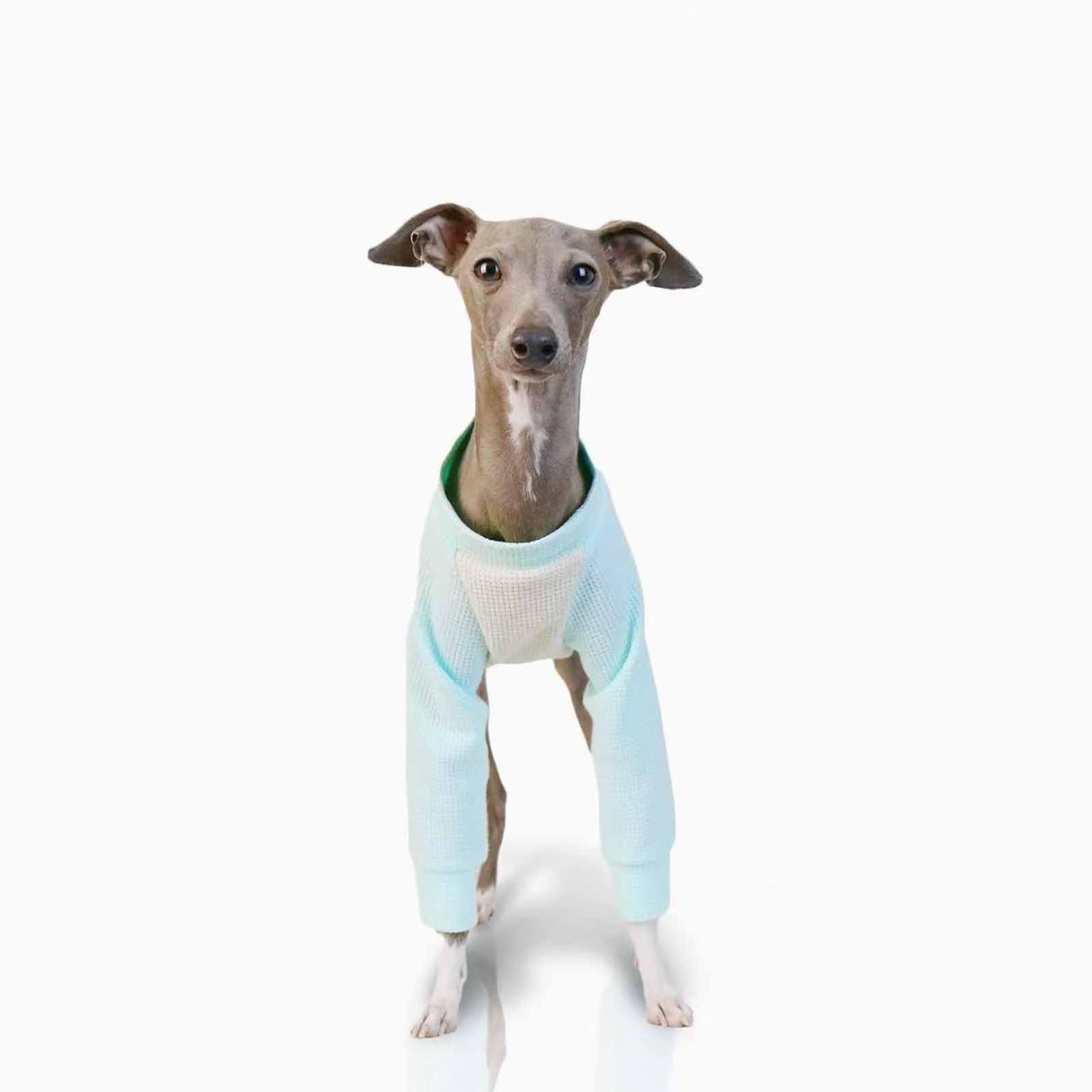 UOSIA Italian Greyhound Clothes Whippet Clothes Basic Soft Dog Shirt Long-Sleeved Dog Pullover Shirt Cotton Puppy Clothing Crewneck Dog Sportswear Fall Pet Outfits for Small Medium Dogs