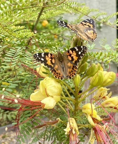 Insect Lore Butterfly Garden | As Seen On TV | 10 Live Baby Caterpillars, Habitat, Journal, Life Cycle Figurines, Seeds, Stickers, Feeder, Chrys-A-Lid Logs | Raise and Release Painted Lady Butterflies