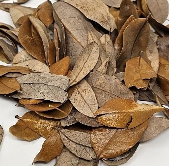 Live Oak Leaf Litter Hand Packaged Terrarium Bedding Isopod Dart Frog Substrate (1 Gallon)