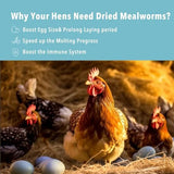 11lb Dried Mealworms for Chickens Snacks for Birds Bulk-Treats for Laying Hens(11 Pound)