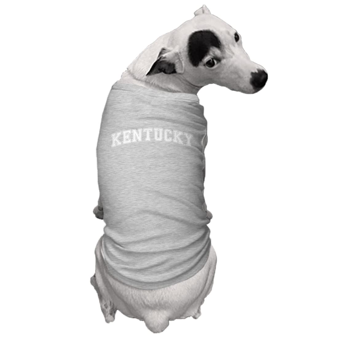 Kentucky - State University Sports Dog Shirt (Light Gray, Medium)