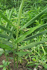 Live 10 Rhizomes of Edible Ginger Roots Zingiber Zingiber Officinale for Growing