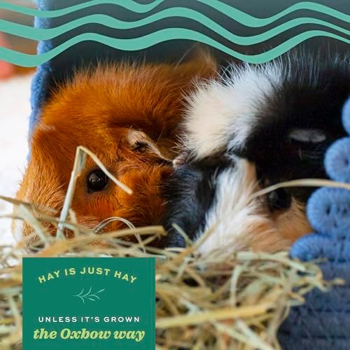 Oxbow Animal Health Orchard Grass Hay - All Natural Grass Hay for Chinchillas, Rabbits, Guinea Pigs, Hamsters & Gerbils - 25 lb.
