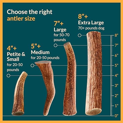100% Natural - Antlers For Dogs - Elk Antlers for Very Large Dogs - Naturally Shed in USA - Grade A Dog Antler Chews - Dog Chews - Natural, Long-Lasting Treats for Aggressive Chewers - Extra Large