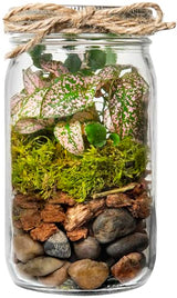 Portland Terrarium kit - DIY Mason Jar Terrarium Kit