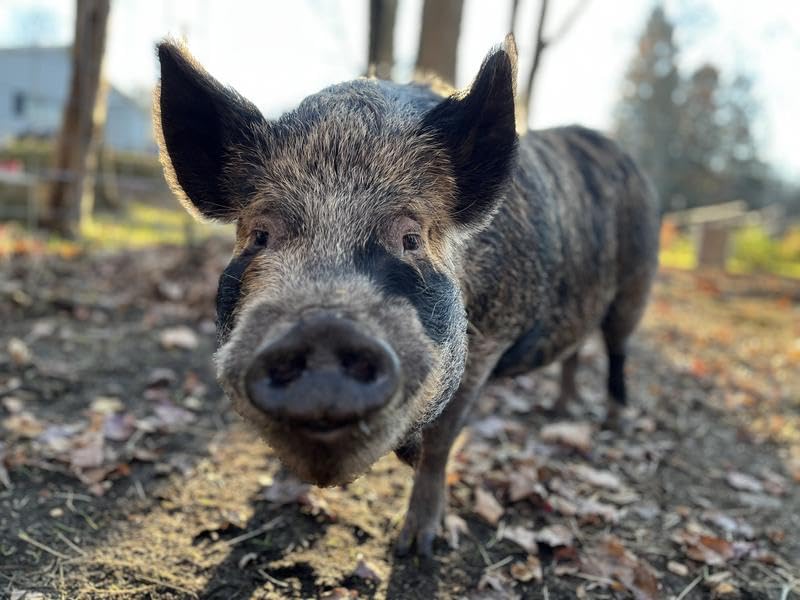 Nutrena Country Feeds Mini Pig Feed 16% Pellet 50 Pounds