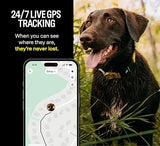 Fi Series 3 Smart Dog Collar - GPS Dog Tracker and Activity & Fitness Monitor, Waterproof, LED Light, Escape Alerts, Nationwide Coverage [Free 6 Month Membership] (Pink, Medium)