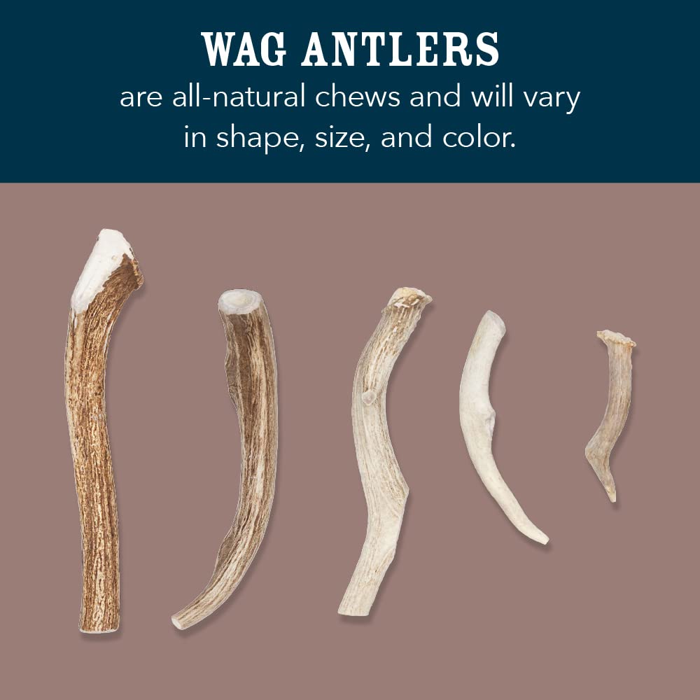 Wag Elk Antler - Whole - Long Lasting for Aggressive Chewers - X-Large 9.5-10.5 inches (Best for Dogs over 45 lbs)